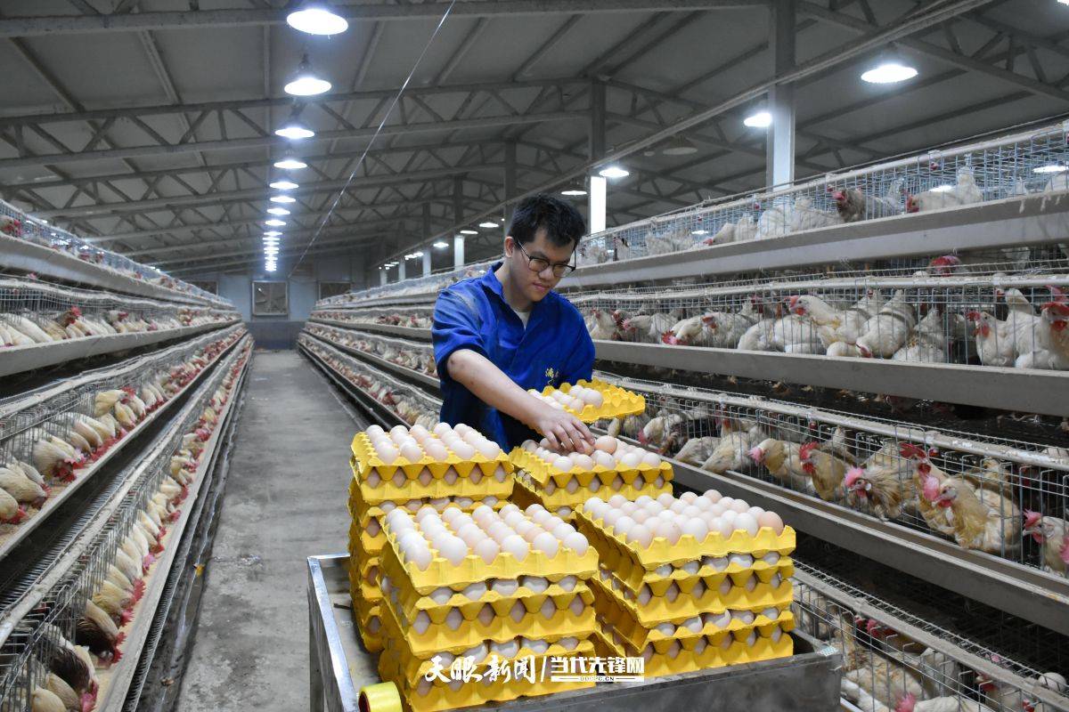 山鸡养殖鸡舍建设图片图片