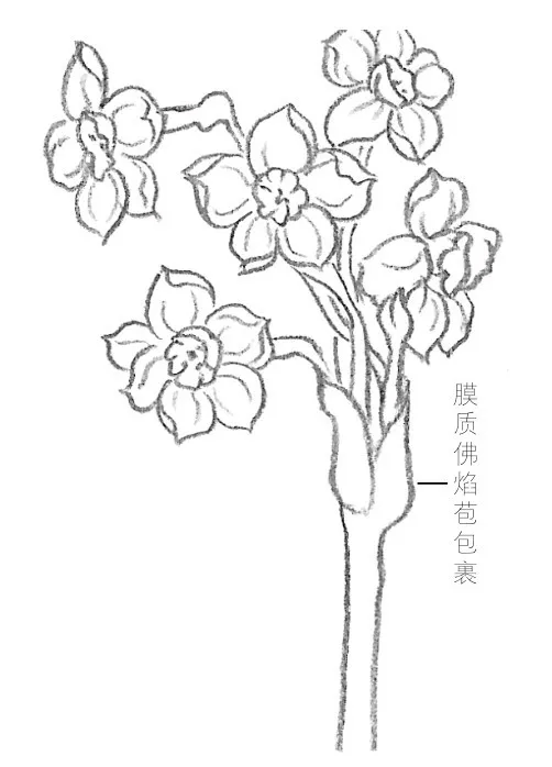 水仙花简笔画 铅笔画图片