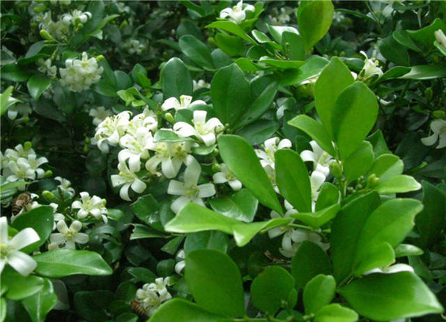 春天带孩子郊游教他认识一下路边常见100种植物吧太全了