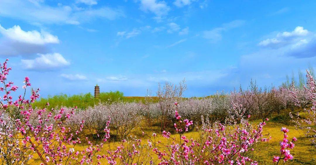 春日来信:花儿开了~去春游吧,这份宁夏桃杏梨花期预报请收好_公园_桃