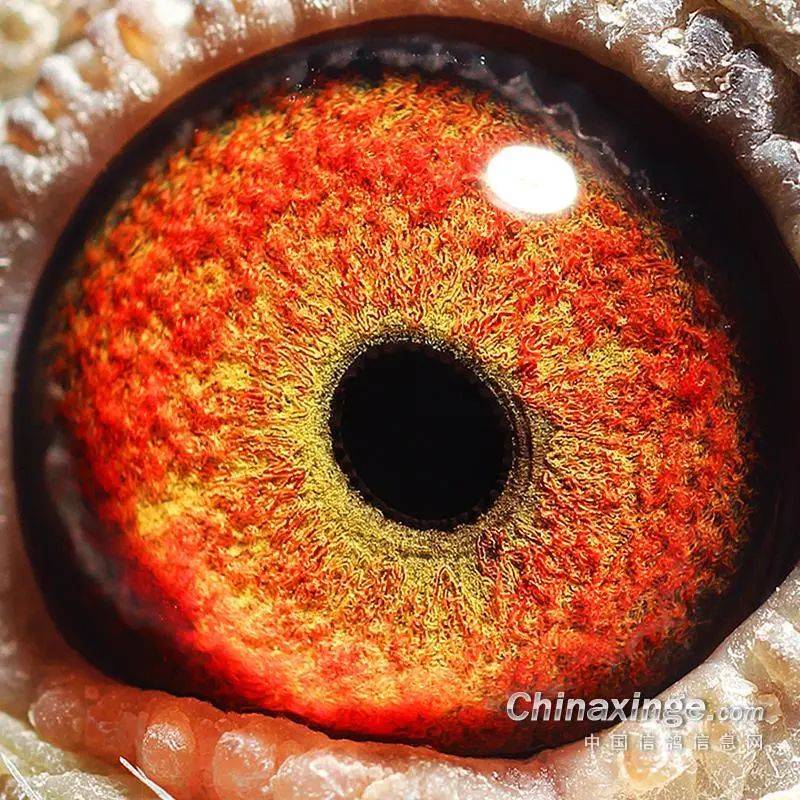 鸽眼高位鸽眼猜冠军十里挑一你选哪只