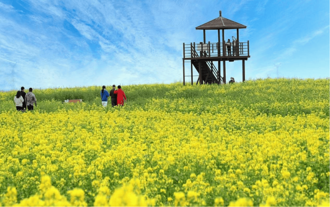 报本寺塔线路特色:休闲观光,农耕体验武功镇姜嫄水乡→武功古城油菜花