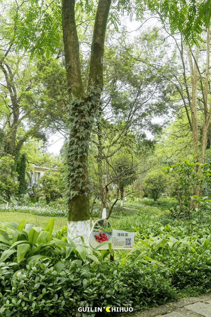 70亩,6500 株杜鹃花同时盛开!就在桂林市郊,太壮观了!