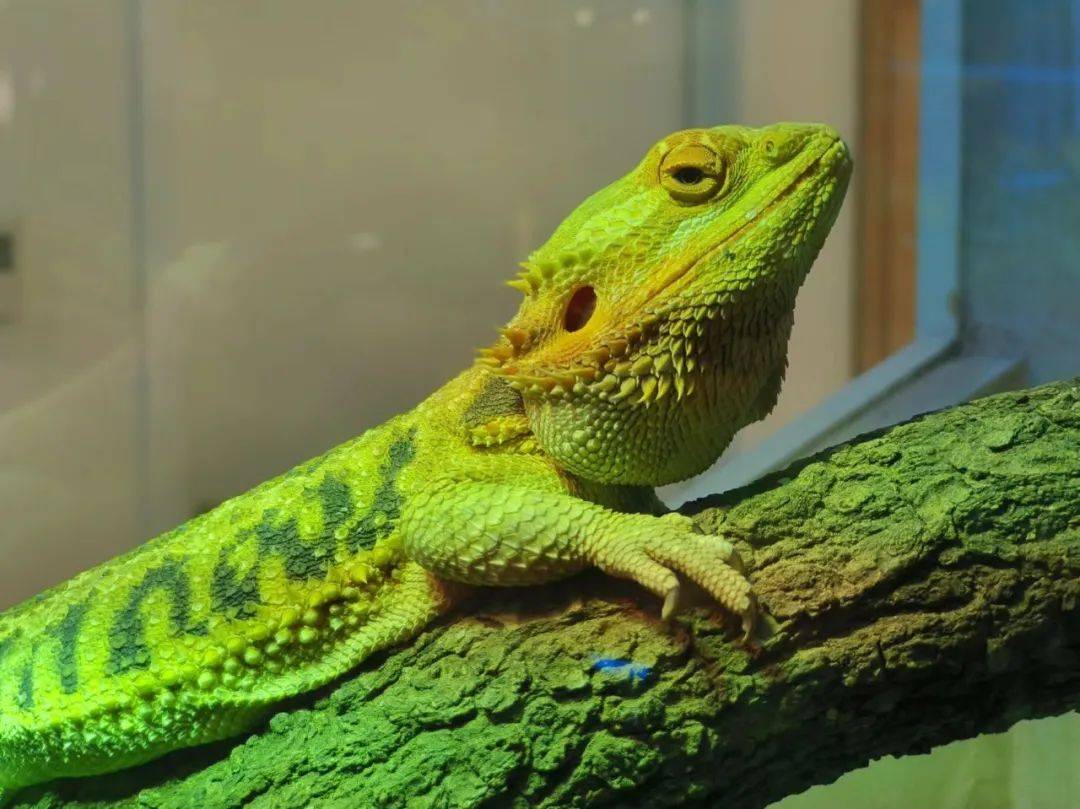 帆蜥,欧洲蓝斑蜥蜴,黑白王蛇,东部刺尾守宫,侏儒盾尾蜥等诸多品种爬宠