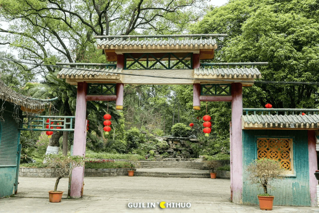 70亩6500株杜鹃花同时盛开就在桂林市郊太壮观了