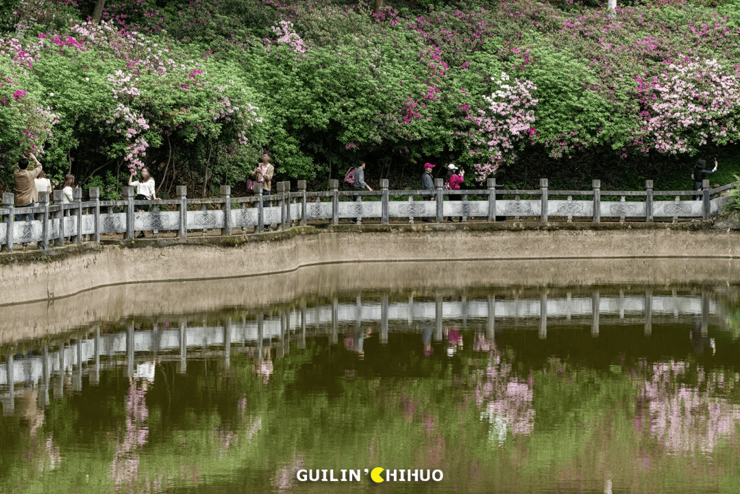 70亩6500株杜鹃花同时盛开就在桂林市郊太壮观了
