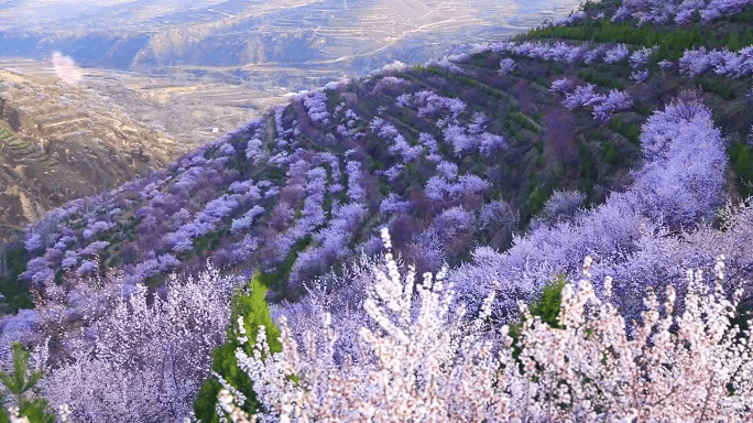 宁夏花儿介绍图片