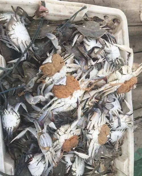 12时期间,温州将在全市范围内禁止所有渔船捕捞梭子蟹抱卵亲蟹和幼蟹