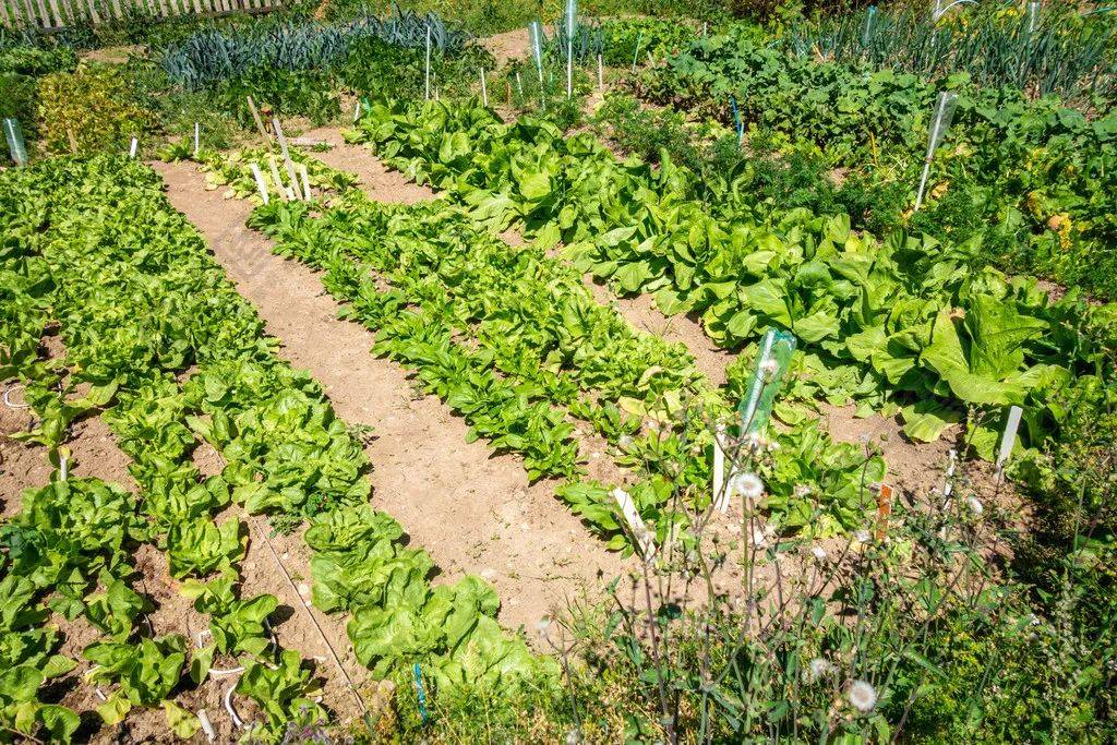 散文||一垄地_妻子_菜园子_土地