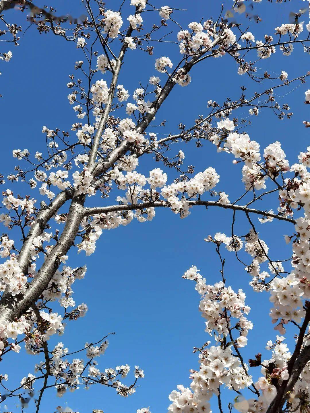 潍坊樱花盛开图片