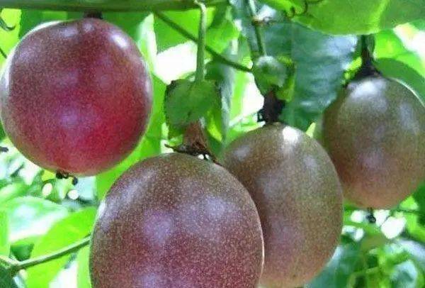 上海市果品行业协会向您介绍台湾特色水果