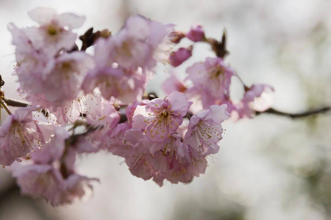 春花正当时奉上花展大礼包