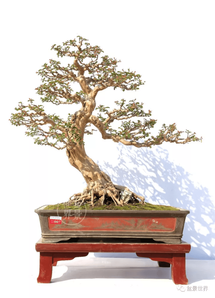 范永正作品《盛世华章》(紫薇,树高80cm)全国精品盆景展金奖▲苏北
