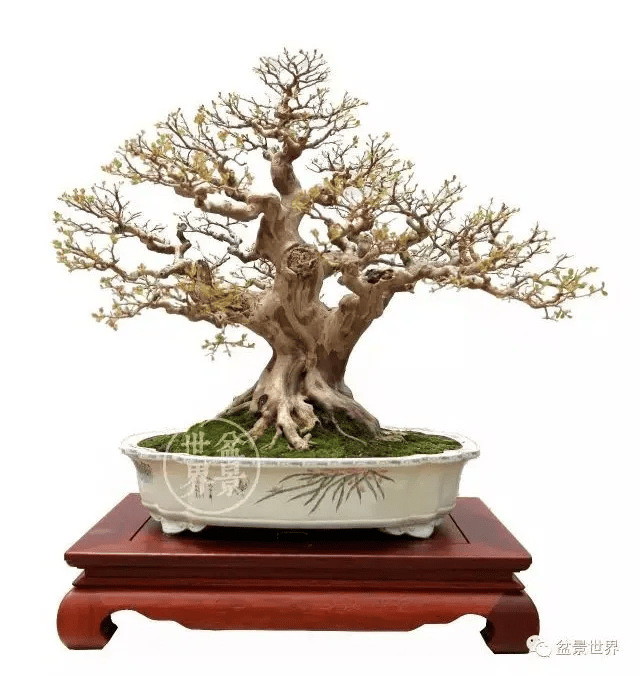 全国精品盆景展金奖▲苏北盆景联盟作品《晚秋》(紫薇)▲李荣华作品
