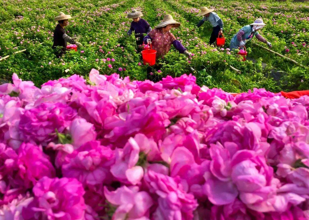 醉香荼薇2024年小榄荼薇文化节启动