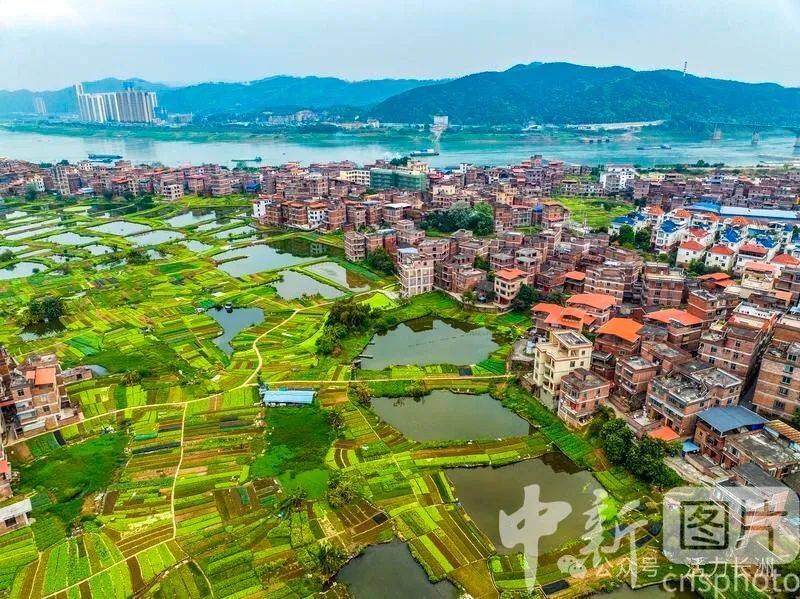 【中新社报道】长洲区:和美城乡春意浓_梧州市_广西_生态