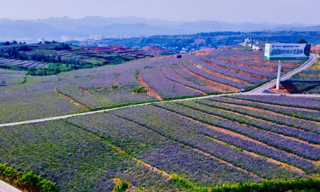 央媒观嵩河南嵩县绽放六朵金花助力健康产业发展