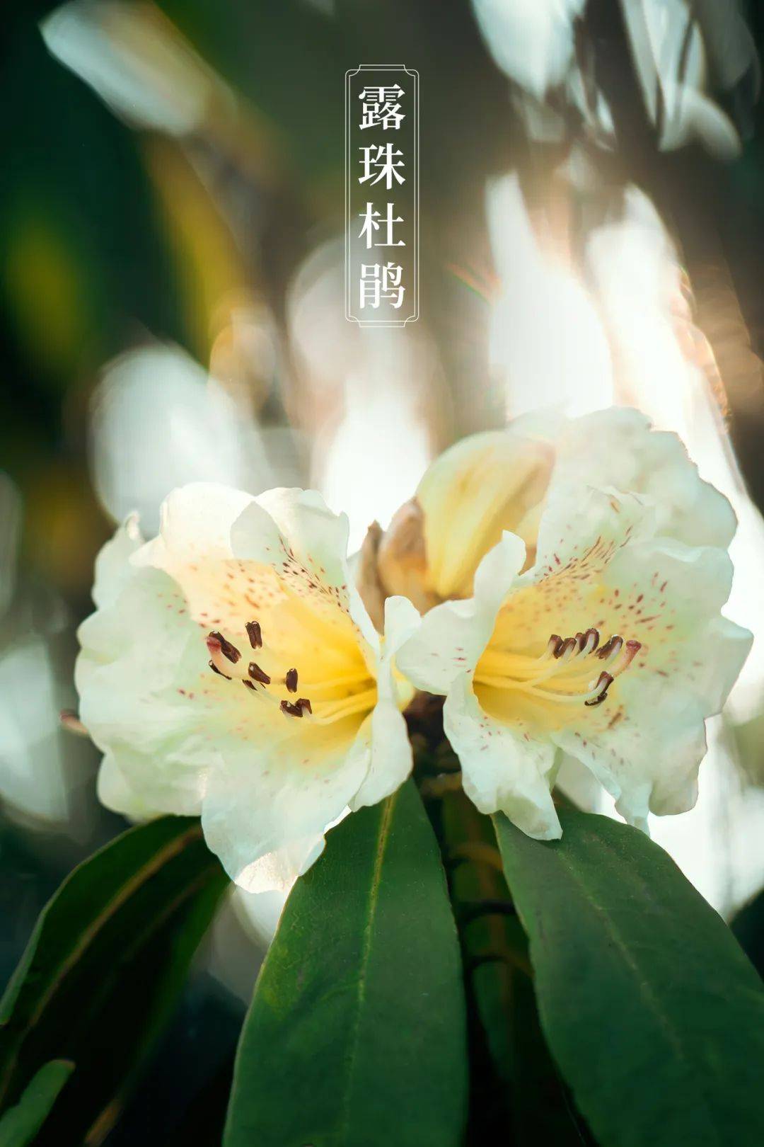 春游贵州攻略赶紧收藏