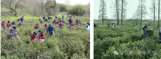 绿杨春早仪征隆重举办捺山醒茶会