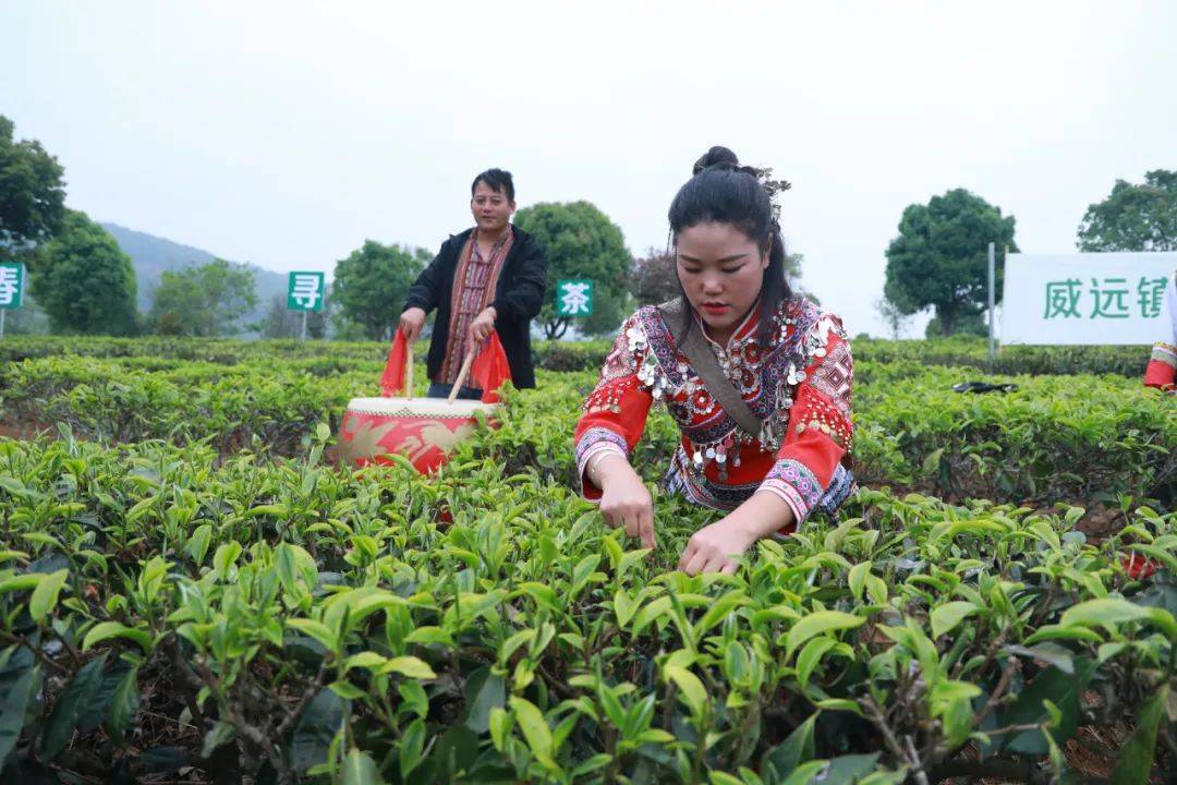 特色产业景谷举办第四届踏春寻茶彝家酸枣春茶开采节