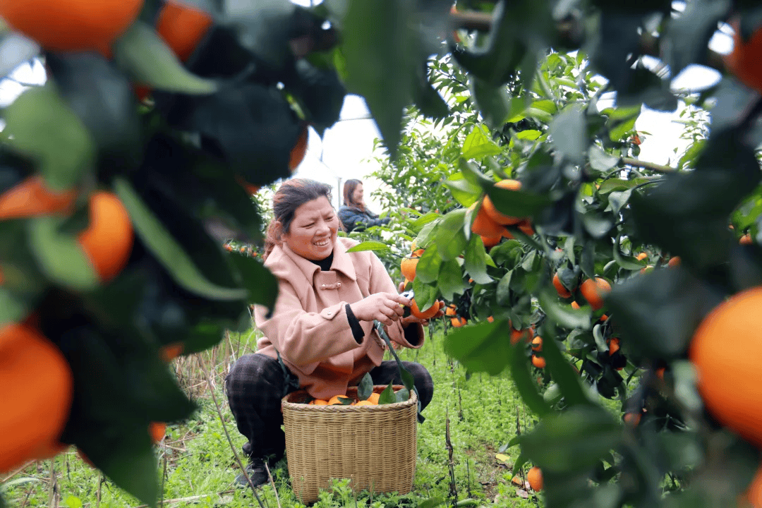 【强国复兴有我·网上展示】陈小燕:"千万富姐"的乡村奋斗之路_种果
