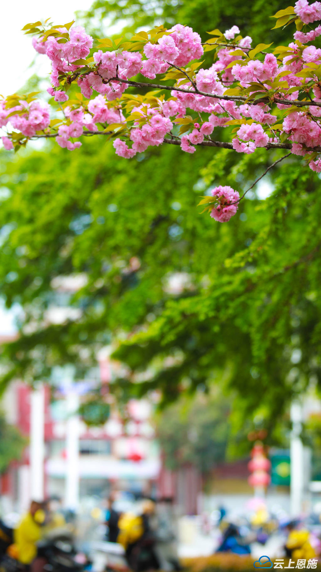 建始:晚樱绽放 尽显春意盎然_樱花_周玉杰_广场