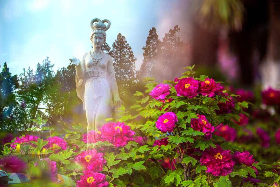 洛阳王城公园牡丹花海引来众多游客打卡啊牡丹百花丛中最鲜艳