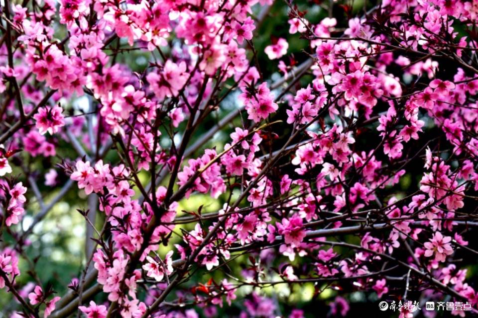 人间三月芳菲尽清河桃花始盛开