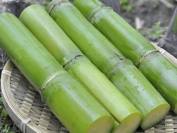 廉江人严重可致命这样的甘蔗千万不要吃