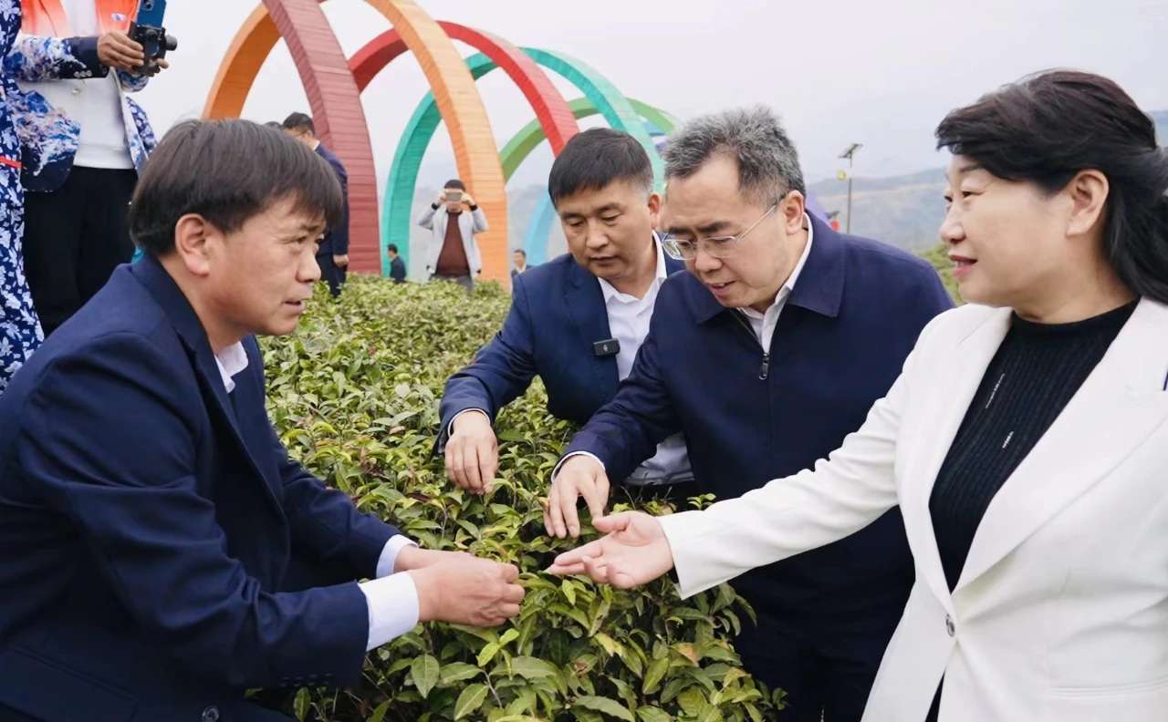 源味山阳春韵茶香山阳县举行2024年秦岭泉茗首届采茶节暨省际旅行社踩