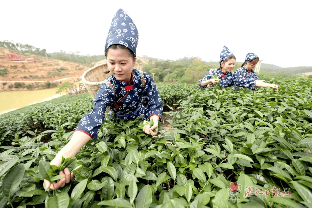 上春山采春茶,约你来广东徐闻湛江见一面