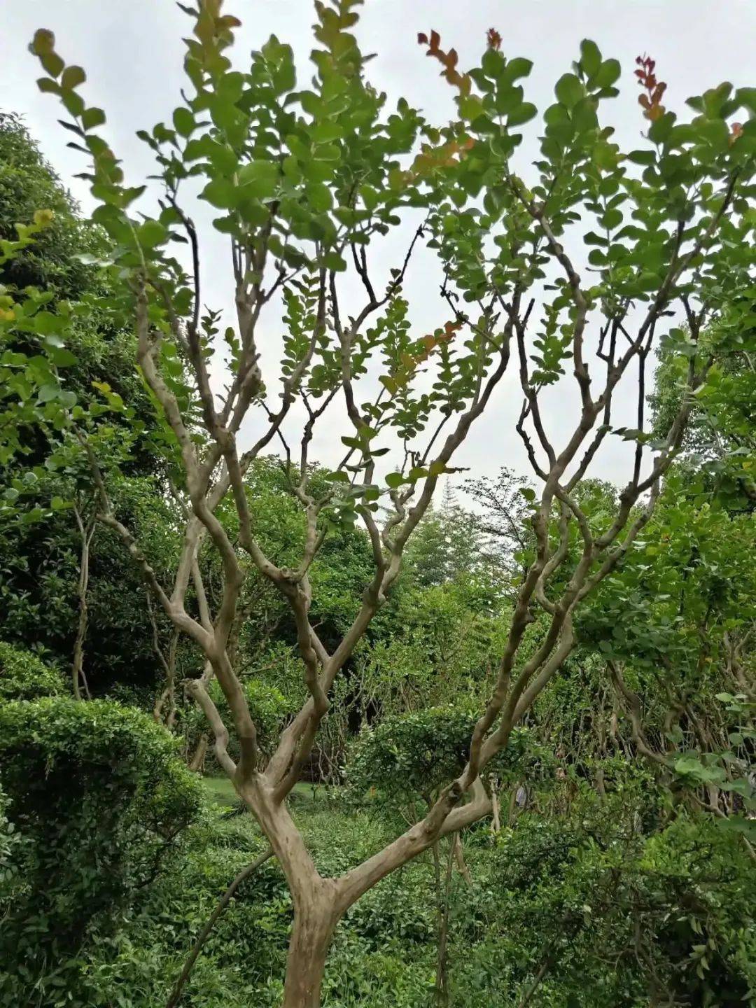 第八届芙蓉杯全国文学大赛入围散文作品门前的痒痒树