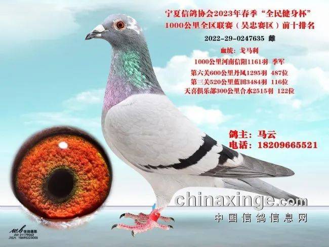 鸽讯宁夏千公里联赛即将启航冠军奖励两万元