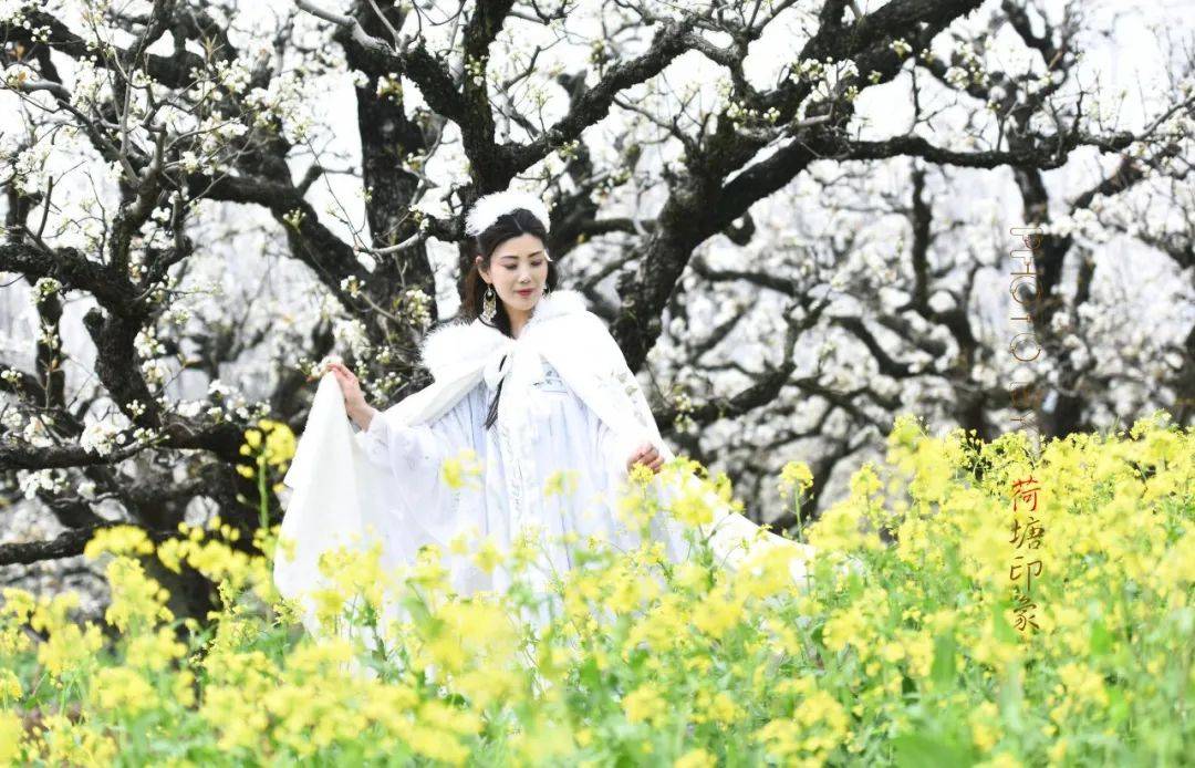 梨园琵琶行_梨花_玉女_姿容