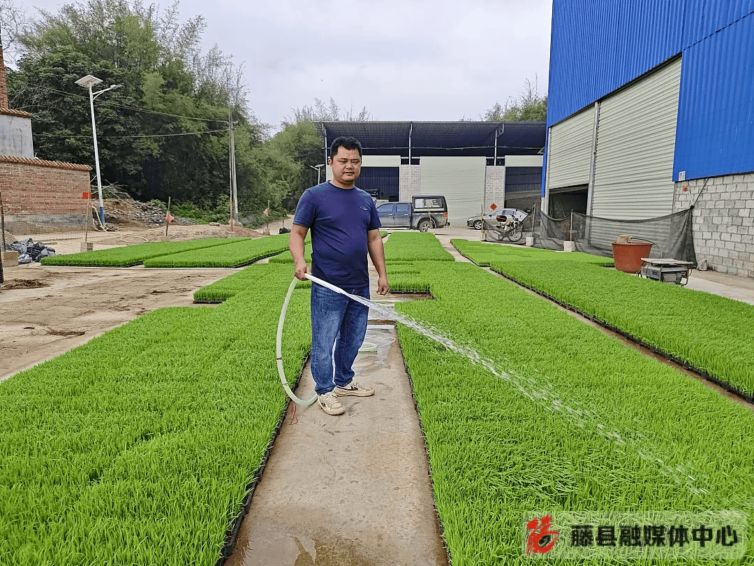 太平镇有插秧机真的好用藤县1万多台农机助力水稻种植