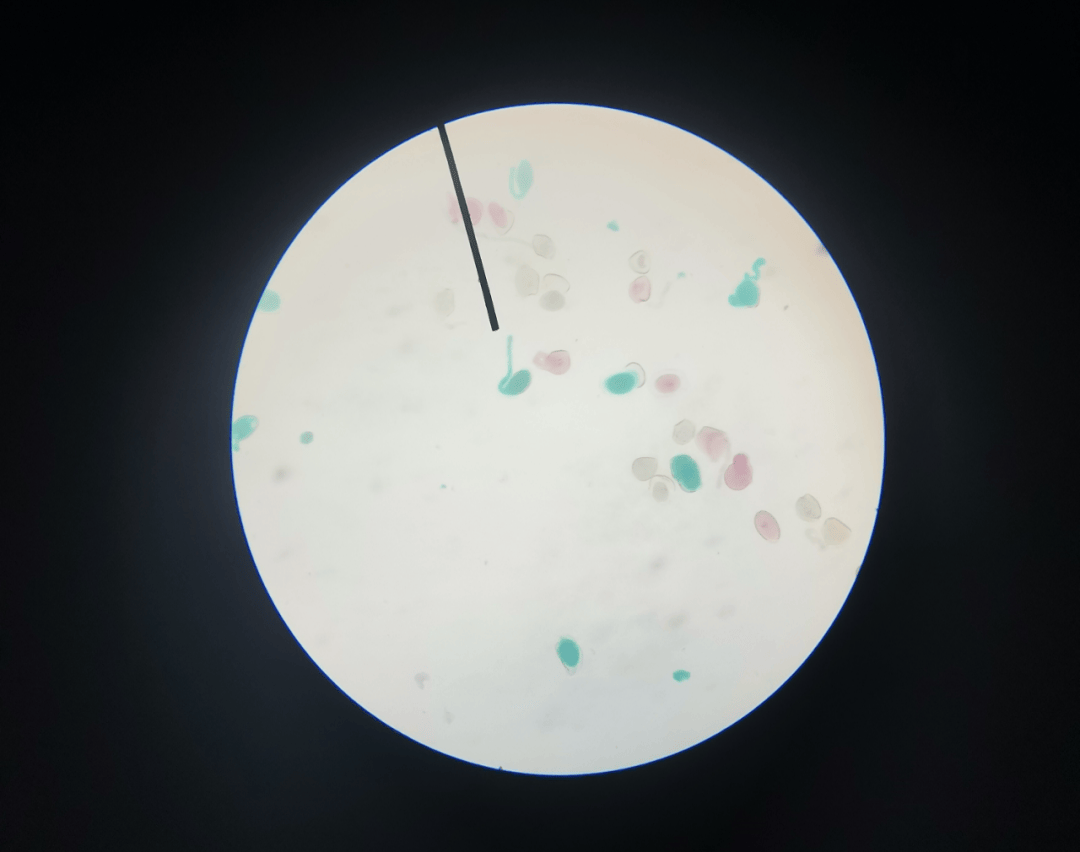 明城墙遗址公园春田花花实验室和资深科普老师一起赏花识花做实验