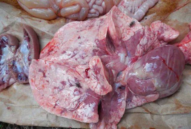 跟行业大牌专家现场学习猪只解剖图析