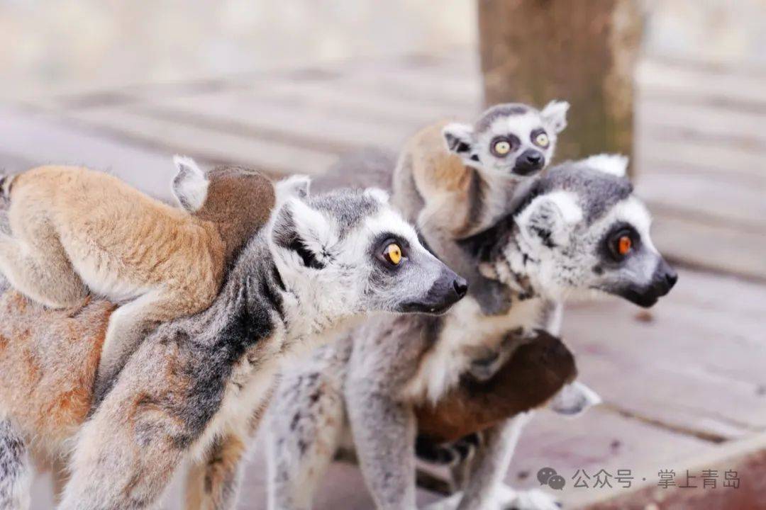 这个假期来这里赴一场和动物萌宝的春日游园会