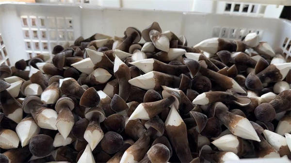 永州冷水滩小小鸡枞菌丰收大钱景