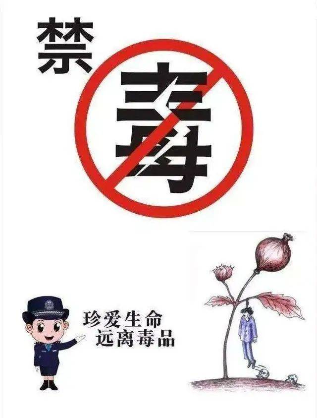 67_罂粟_种植_毒品