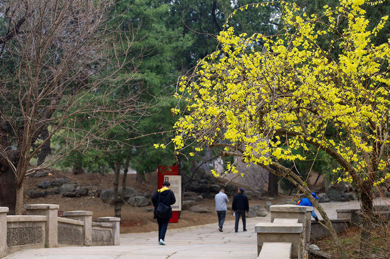 香山公园春天图片