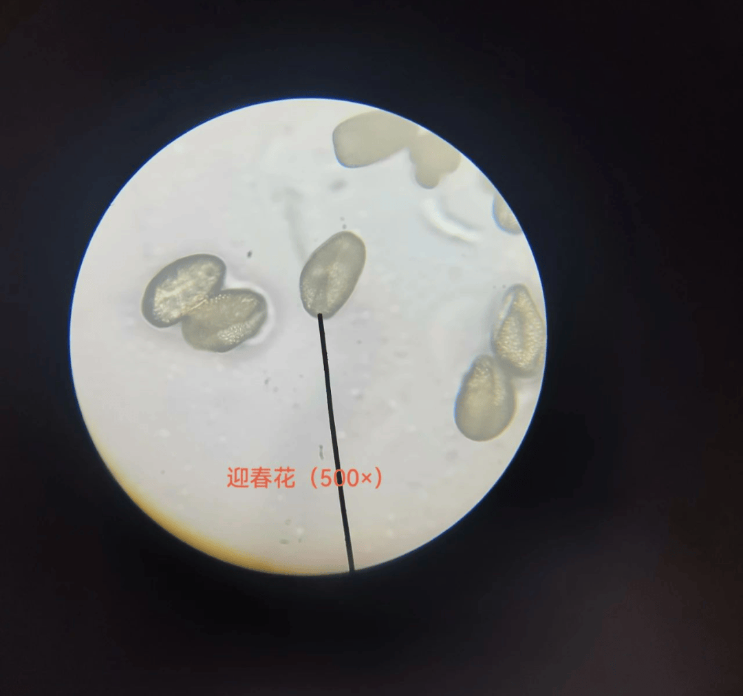 【明城墙遗址公园】"春田花花"实验室,和资深科普老师一起赏花识花做