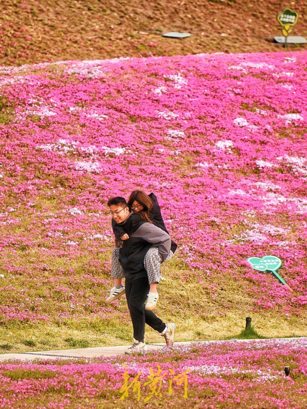 济南最大福禄考花海迎来盛花期 | ai播泉城