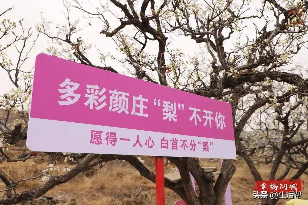 山东省济南市钢城区颜庄街道埠东村百年梨园活动介绍:"千亩梨花香雪海