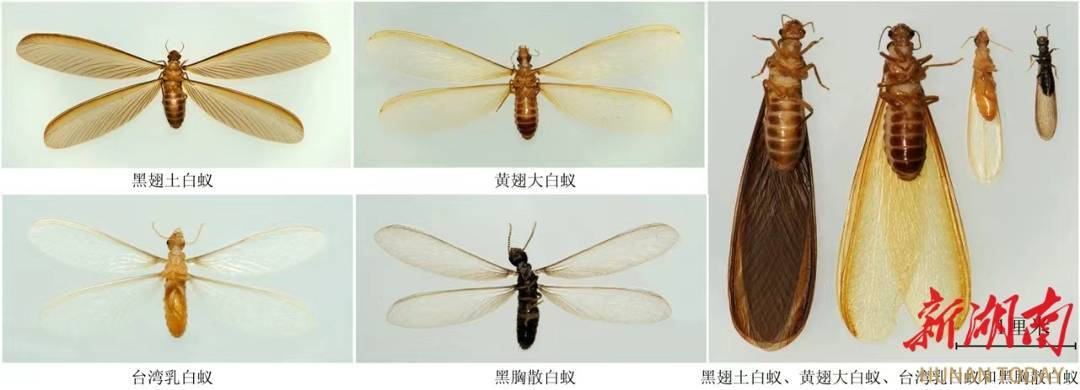 白蚁,俗称白蚂蚁,飞蚂蚁,涨水蛾,大水蛾等,属于等翅目昆虫,与蜚蠊(即