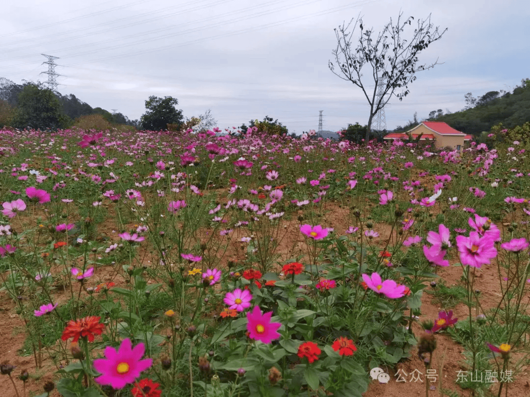 趁着假期来东山邂逅春天