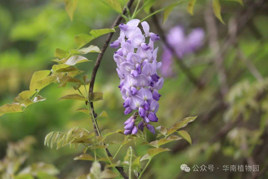 千年网红紫藤你是它的粉丝吗