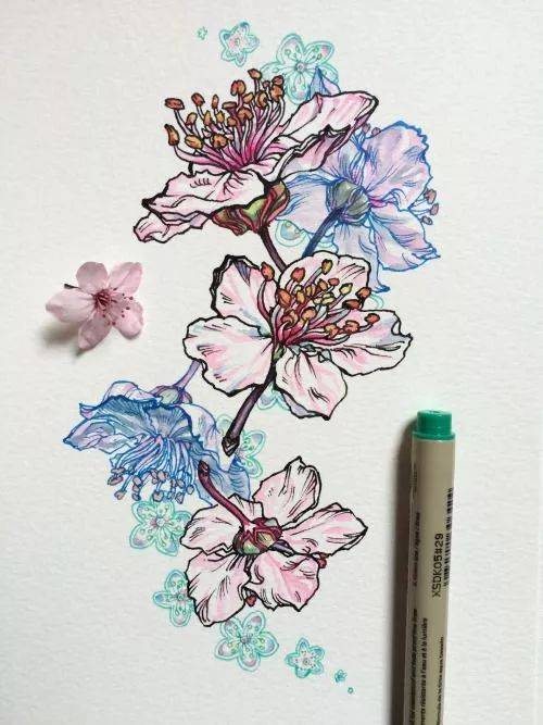 线类型的花卉也许我们见过无数,也画过无数但这一系列针管笔植物花卉