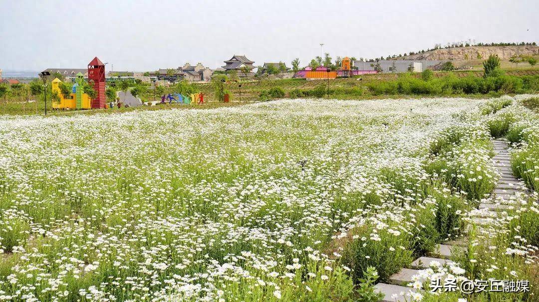 风筝盛会拥抱安丘人文