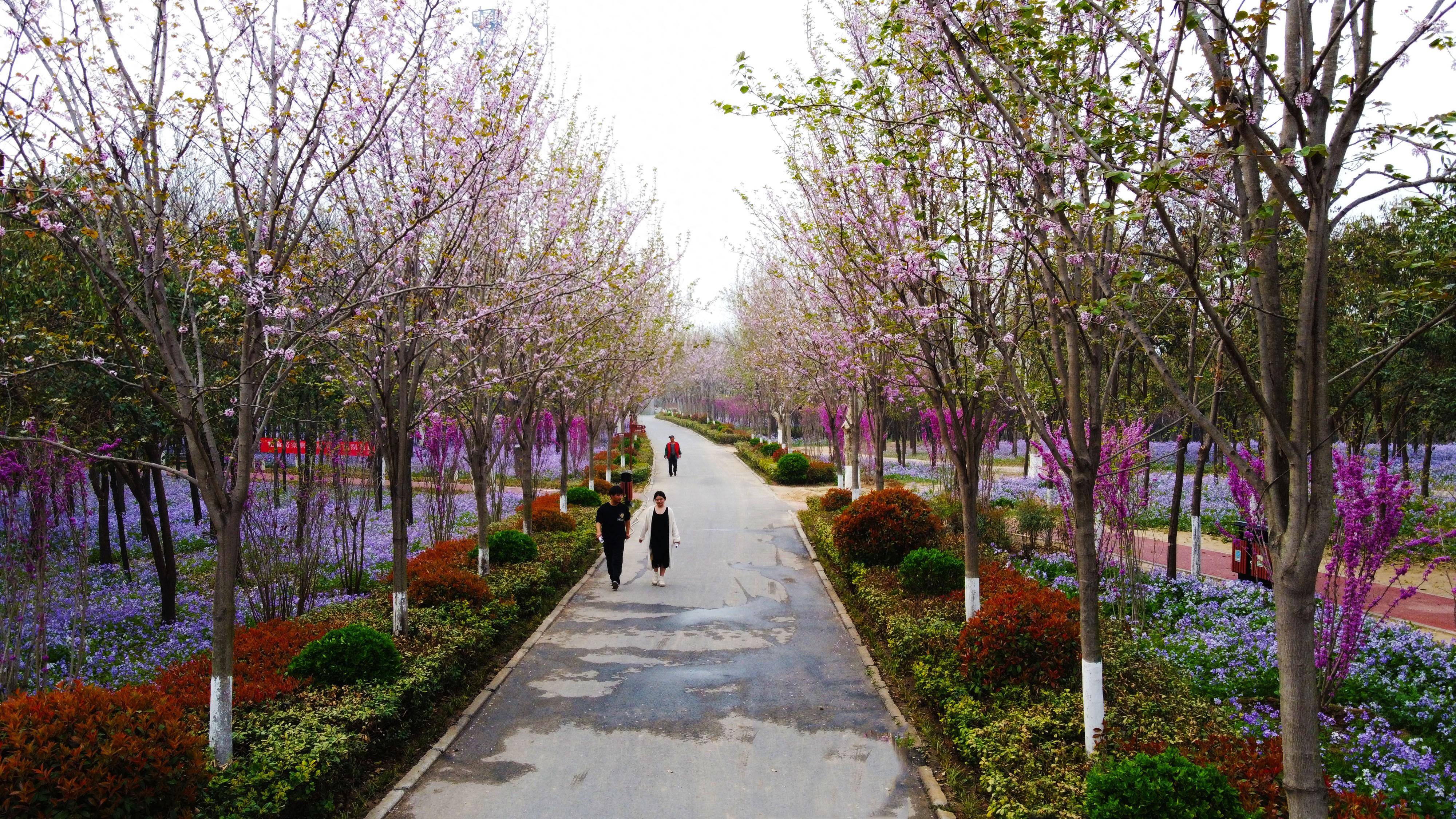 万条紫绦挂千树郑州树木园紫荆花开正盛